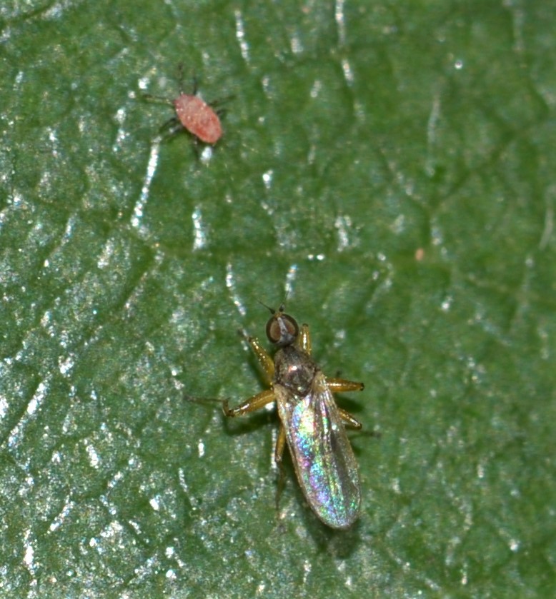 Empididae ? No, Hybotidae: Platypalpus sp.